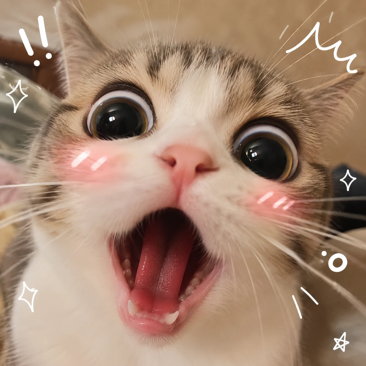 Silly meme-face cute cat pfp with wide eyes and an exaggerated open mouth