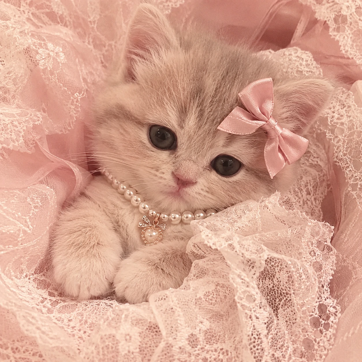 Kitten coquette PFP tucked into a lace blanket and pearl collar.