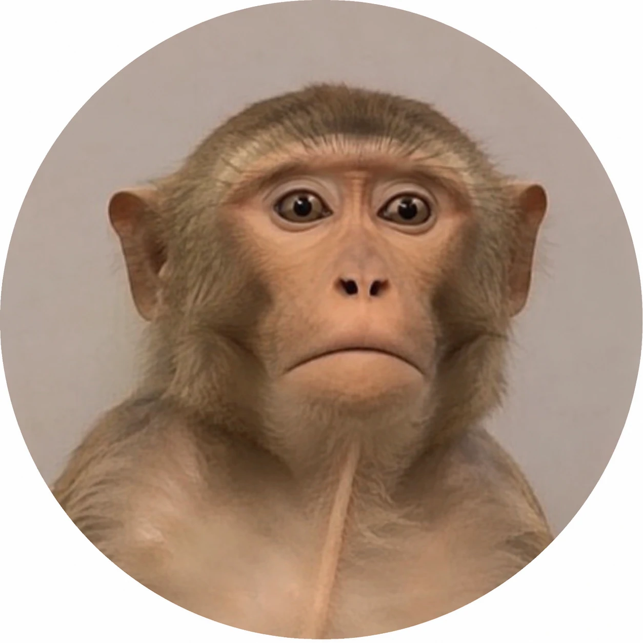 Meme monkey PFP with reaction stare and blank confused face