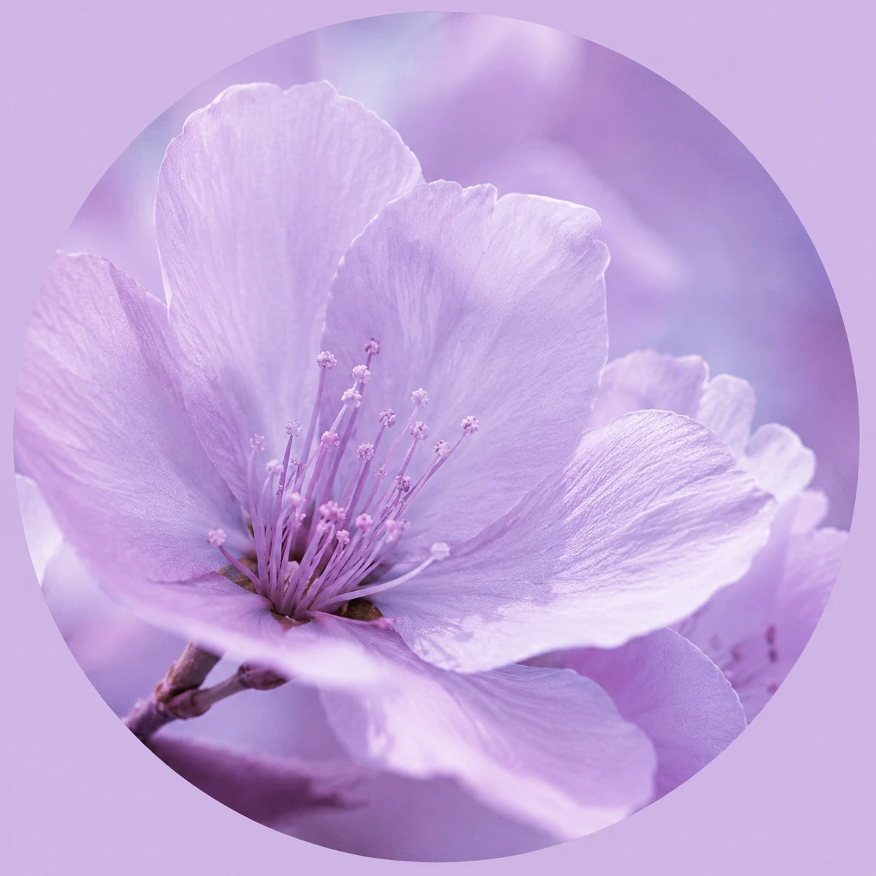 Pastel purple profile picture with soft flower closeup and lavender tones