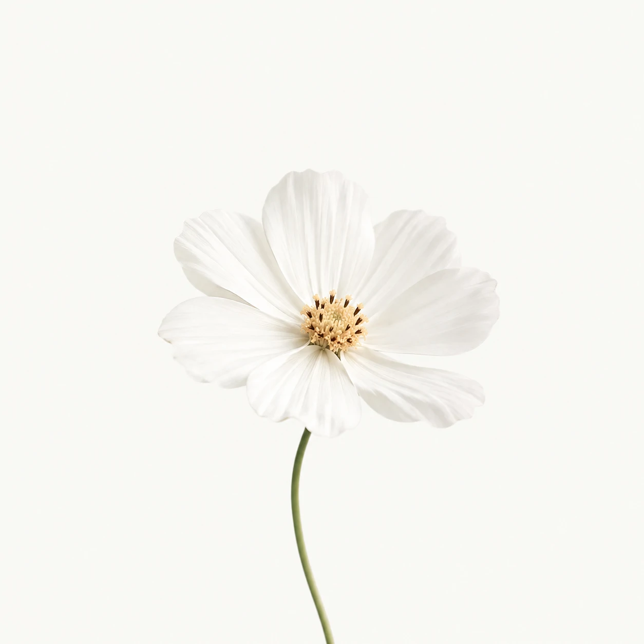 Aesthetic white PFP with a single white flower on a plain minimal background