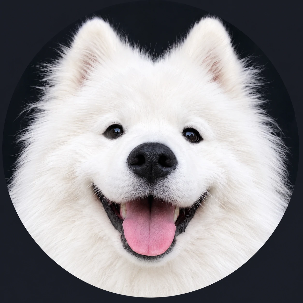 Bright smiling Samoyed dog PFP cropped for Discord avatars