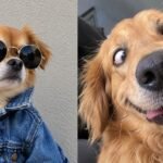 Dog PFP: Cute, Aesthetic, Funny, Matching & Anime