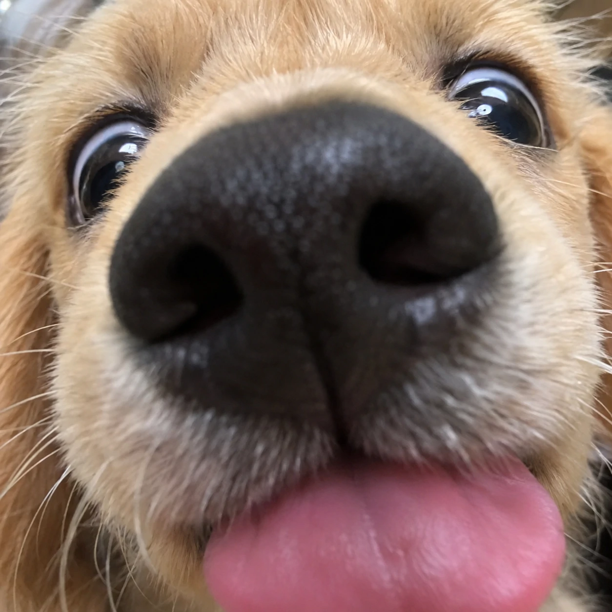 Silly dog PFP for Discord showing a puppy's face pressed to the camera