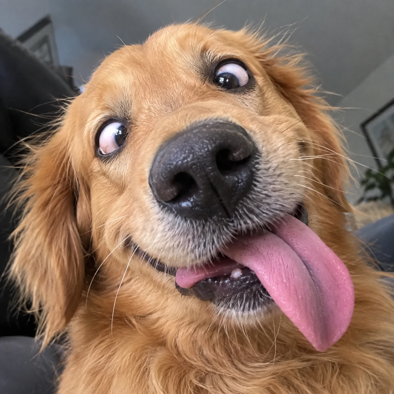 Funny dog PFP of a goofy dog with its tongue hanging out sideways