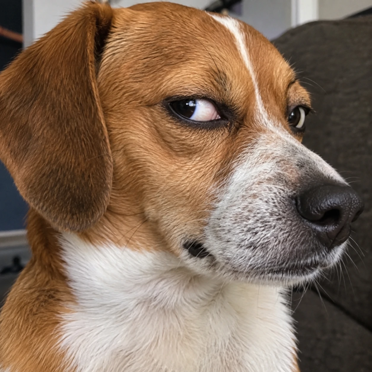 Funny dog PFP of a dog giving dramatic side-eye to the camera