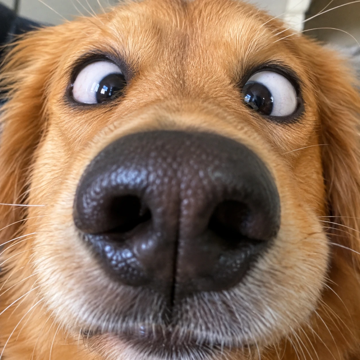 Goofy dog PFP showing a close-up of a dog with crossed eyes