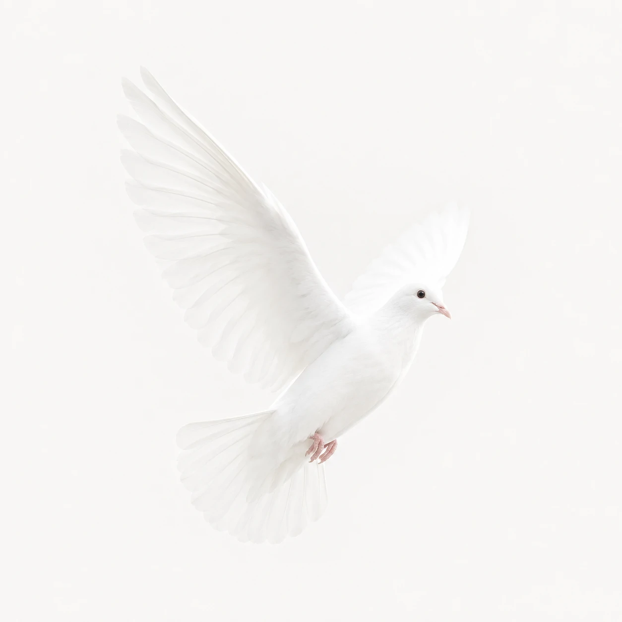 Minimal white PFP for girls with a white dove on a clean pale background