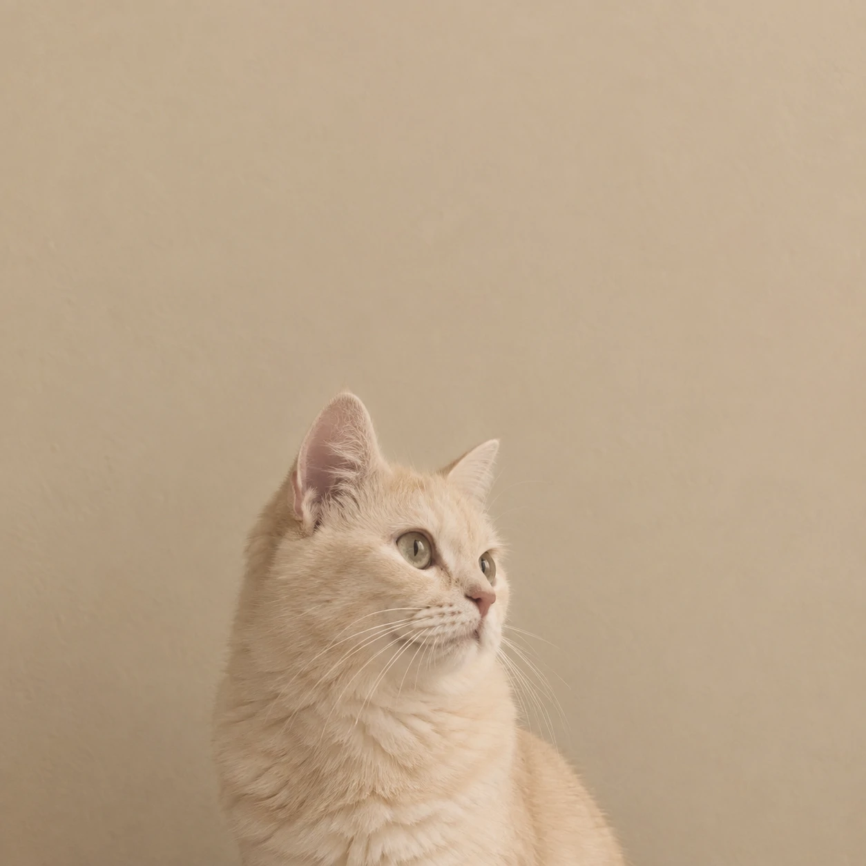 Minimal aesthetic cat PFP of a cream cat against a plain beige wall