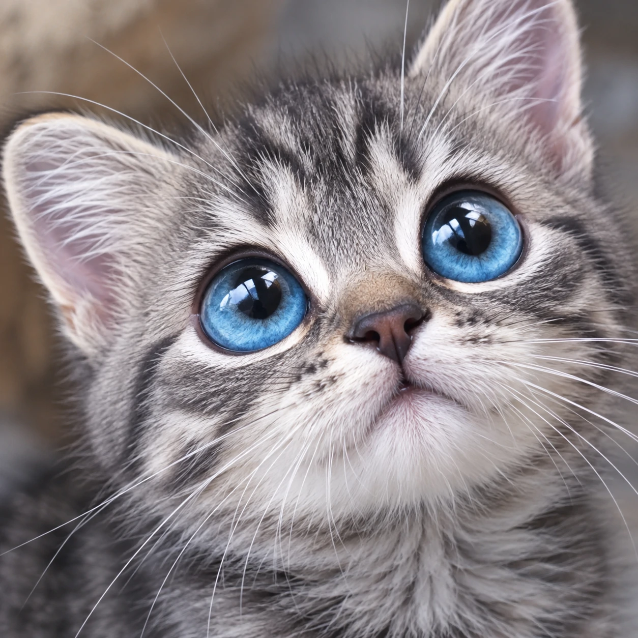 Cute kitten PFP showing a grey tabby cat with big bright blue eyes looking up