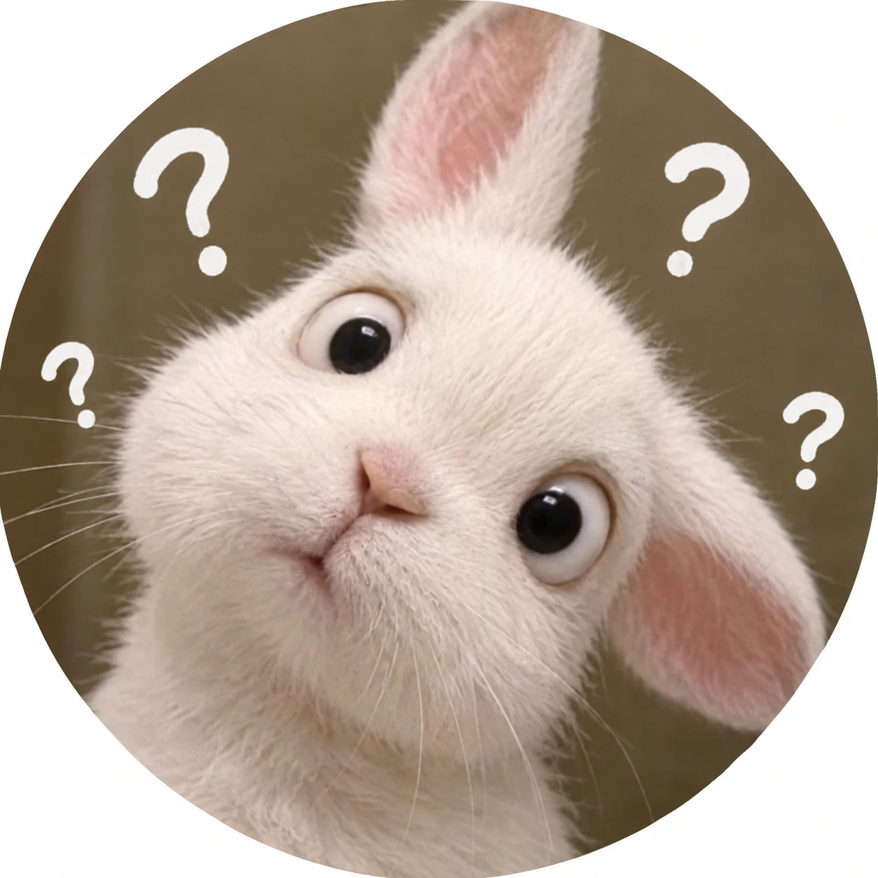 Funny confused bunny pfp with tilted head and wide blank stare
