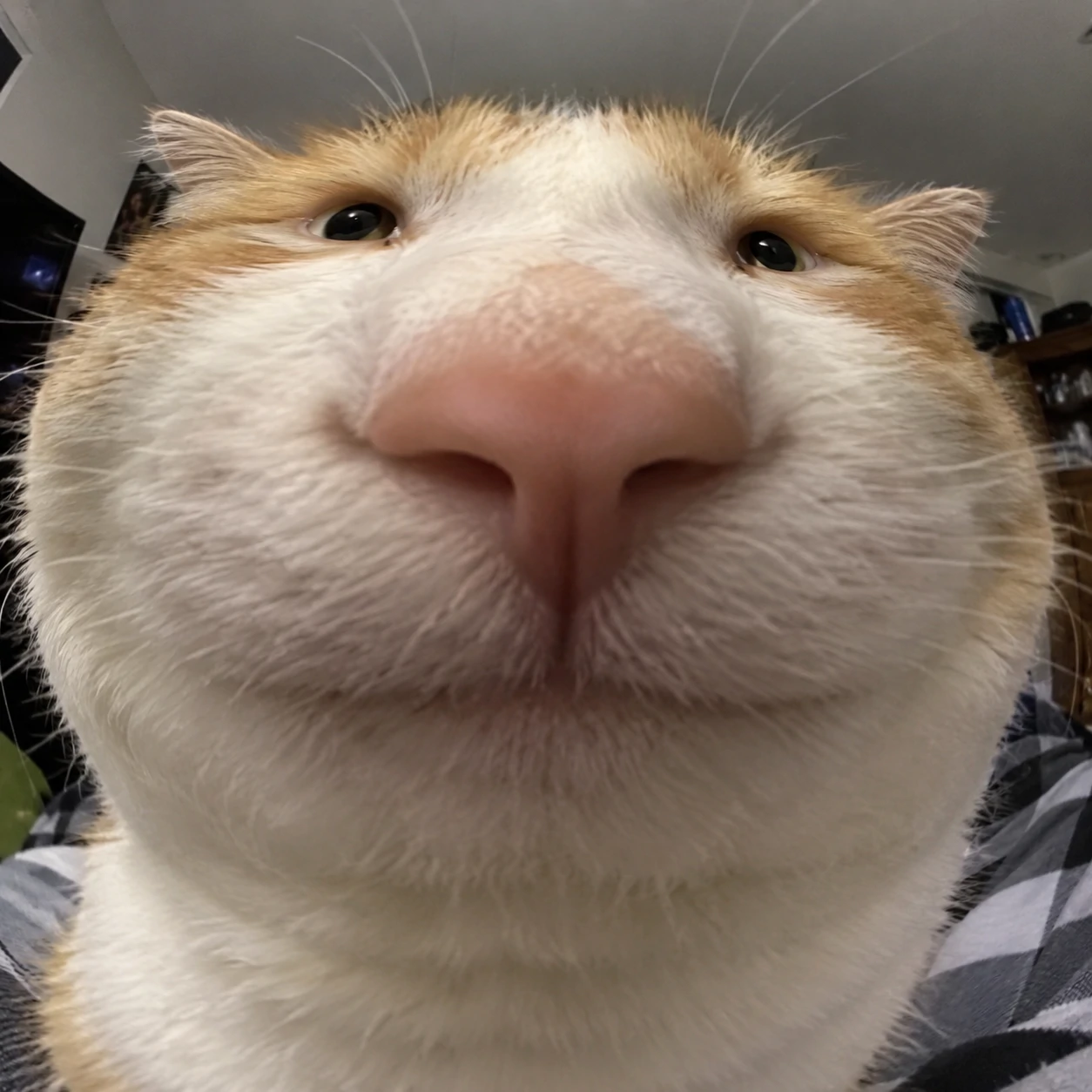 Funny cat PFP of a cat with a comically distorted wide face and tiny eyes