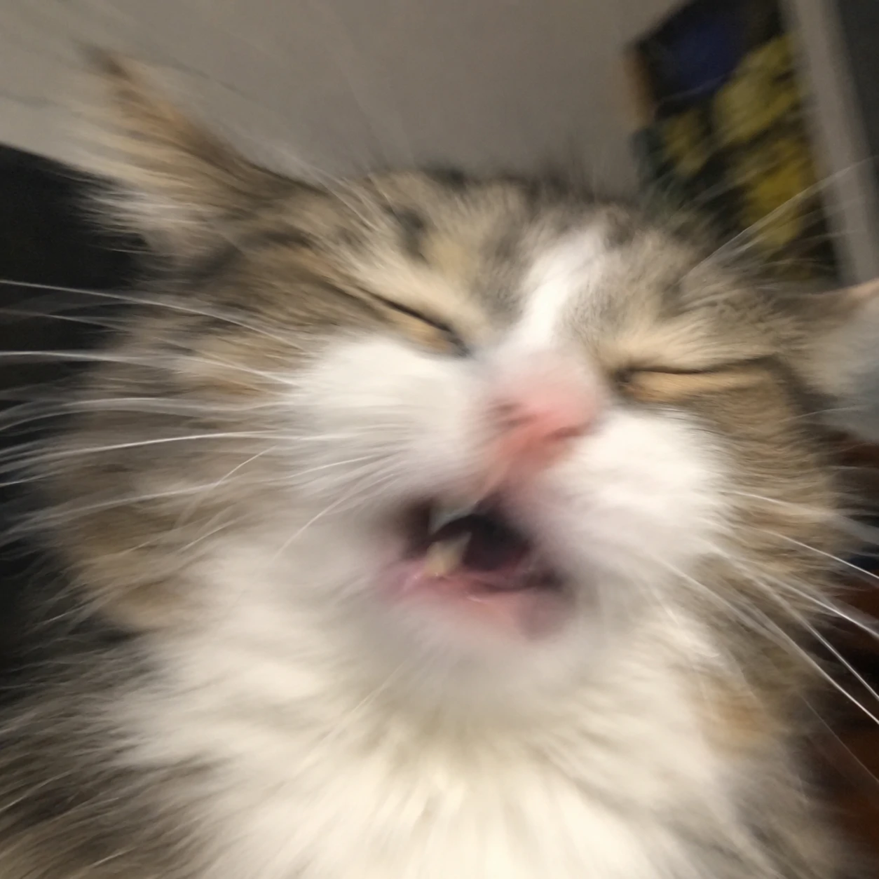 Funny cat PFP of a blurry cat caught mid-sneeze with squinted eyes