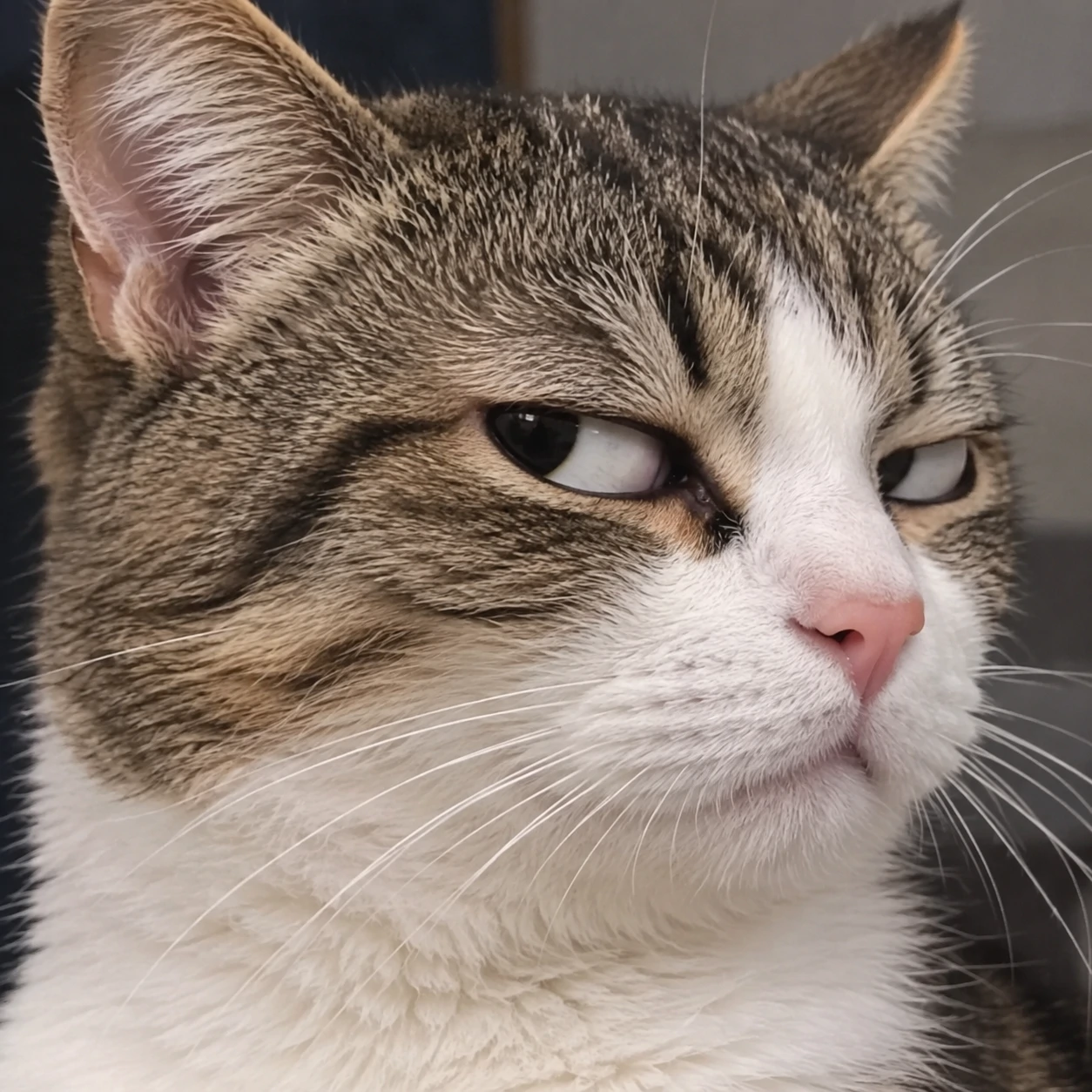 Funny cat PFP of a cat giving an intense judgmental side-eye glance