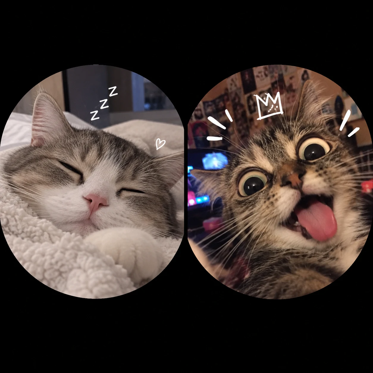 Funny matching cat PFP of one sleepy calm cat and one wide-eyed chaotic cat